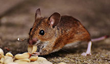24 Hour & Emergency Exterminators in Hst Newcastle, DE